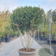Osmanthus heterophyllus 150-175 cm cont. 95L paraplu