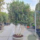 Osmanthus heterophyllus 175-200 cm cont. 95L