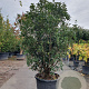 Osmanthus heterophyllus 175-200 cm container meerstammig paraplu