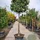 Osmanthus heterophyllus 180 cm stam container 20-25