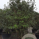 Osmanthus heterophyllus 200-250 cm container solitair