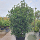 Osmanthus heterophyllus 200-250 cm container solitair