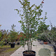 Parrotia persica 300-350 cm container meerstammig