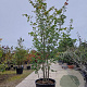 Parrotia persica 300-350 cm container meerstammig
