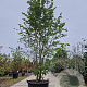 Parrotia persica 300-350 cm container meerstammig