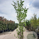 Parrotia persica 350-400 cm container meerstammig