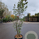 Parrotia persica Persian Spire 200-250 cm cont. 70L
