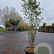Parrotia persica Persian Spire 200-250 cm cont. 70L