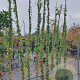 Parthenocissus tr. 'Veitchii' 250-300 cm 7,5L