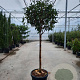 Photinia fraseri 'Red Robin' 100 cm stam container 60-70 bol
