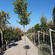Photinia fraseri 'Red Robin' 180 cm stam 35L 12-14