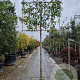 Photinia fraseri 'Red Robin' 180 cm stam container 20-25 lei 150x120