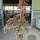 Acer conspicuum 'Red Flamingo' 175-200 cm 10L geveerd