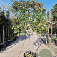 Photinia fraseri 'Red Robin' 90 cm stam container 12-14 Lei 130-120