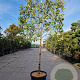 Photinia fraseri 'Red Robin' 90 cm stam container 12-14 Lei 130-120