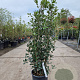 Quercus ilex 100-125 cm 10L