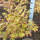 Acer japonicum 'Aconitifolium' 50-60 cm met kluit