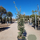 Quercus ilex 150-175 cm 18L