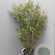 Quercus ilex 150-175 cm 18L