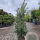 Quercus ilex 150-175 cm 18L