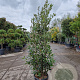 Quercus ilex 150-175 cm 18L