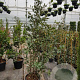 Quercus ilex 150-175 cm 18L