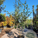 Quercus ilex 150-175 cm container solitair 40-45