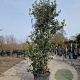 Quercus ilex 175-200 cm 35L