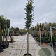 Quercus ilex 180 cm stam container 12-14 leiboom