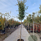 Quercus ilex 180 cm stam container 12-14 leiboom