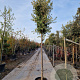 Quercus ilex 180 cm stam container 16-18 leiboom