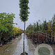 Quercus ilex 180 cm stam container 16-18 leiboom