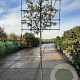 Quercus ilex 180 cm stam container 6-8 rek