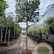 Quercus ilex 180 cm stam container 25-30 lei 180x180