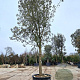 Quercus ilex 180 cm stam container 50-60