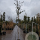 Quercus ilex 180 cm stam container 6-8