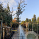 Quercus ilex 180 cm stam container 6-8