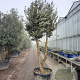 Quercus ilex 250-300 cm cont. 230L paraplu