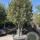 Quercus ilex 250-300 cm cont. 350L paraplu