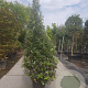 Quercus ilex 250-300 cm 45L kegel
