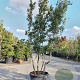 Quercus ilex 250-300 cm cont. 90L meerstammig