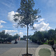Quercus ilex 250 cm stam container 20-25
