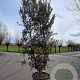 Quercus ilex 300-350 cm cont. 230L