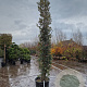 Quercus ilex 300-350 cm cont. 70L meerstammig