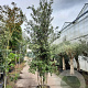 Quercus ilex 300-350 cm cont. 70L meerstammig