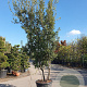 Quercus ilex 300-350 cm cont. 95L meerstammig
