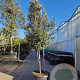 Quercus ilex 300-350 cm container paraplukroon