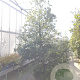 Quercus ilex 300-350 cm container meerstammig