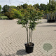 Acer palmatum 125-150 cm 20L