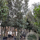 Quercus ilex 350-400 cm container piramide
